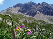 SENTIERO DEI FIORI ‘Claudio Brissoni’ da Capanna 2000 il 10 luglio 2023- FOTOGALLERY